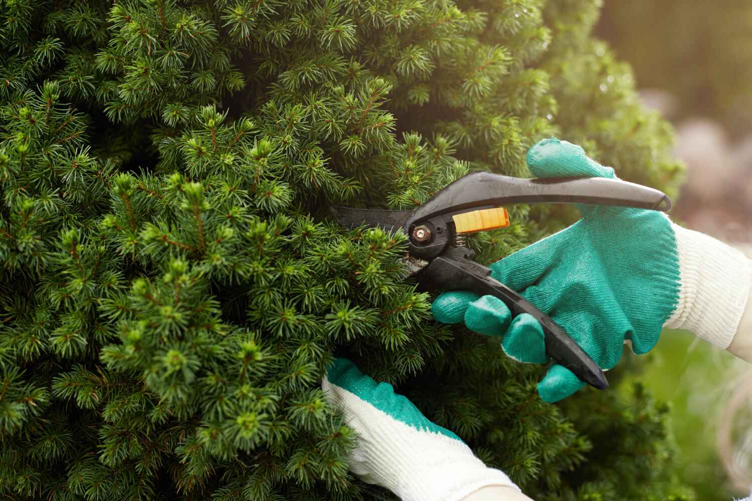 Tree Branch Trimming in Memphis, MO